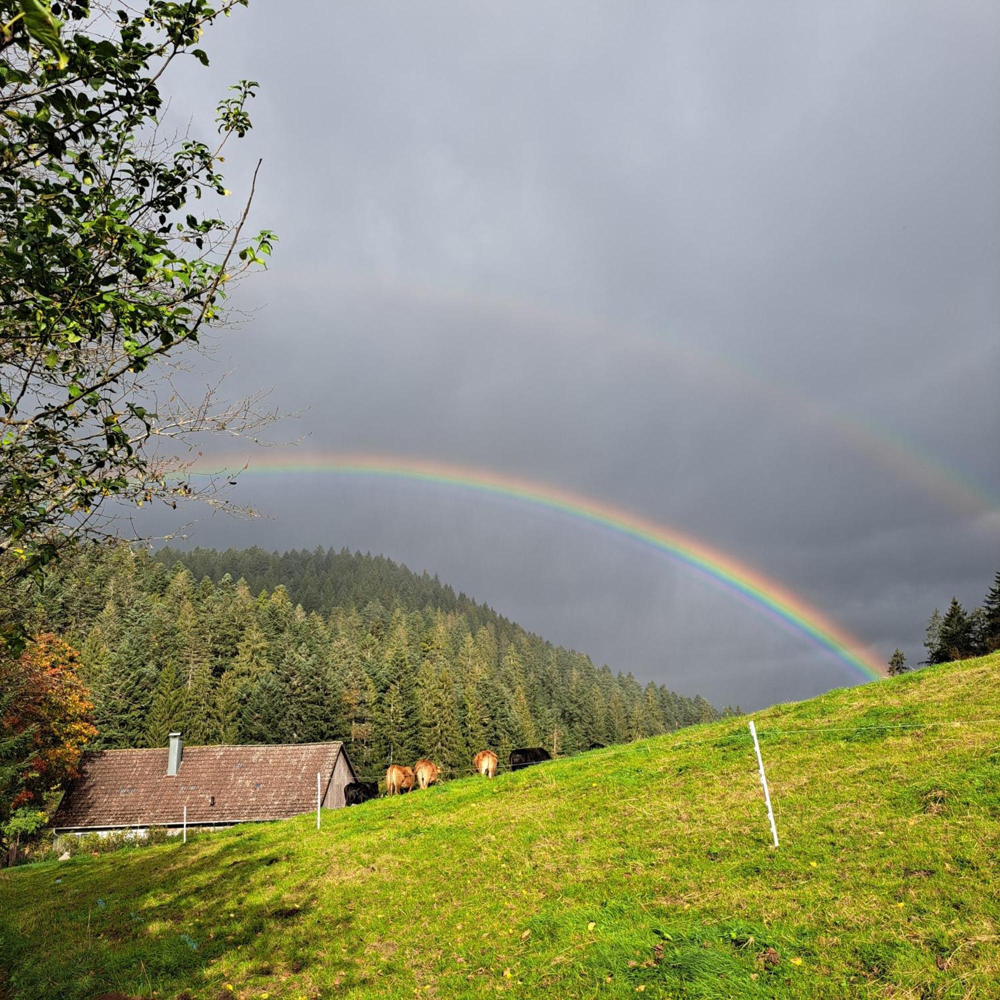 Ferienhaus Schwarzwald Seewald Erzgrube Badesee 100% Natur 외부 사진